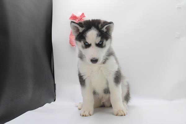Siberian Husky (M) 5732 Image #2