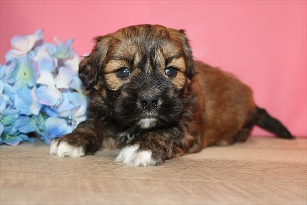 Lhasa Apso (M) 5745 Image #2