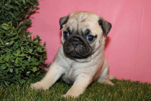 Pug (F) 5761 Image #2