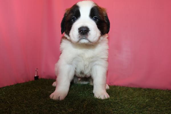 Saint Bernard (M) 5766 Image #1