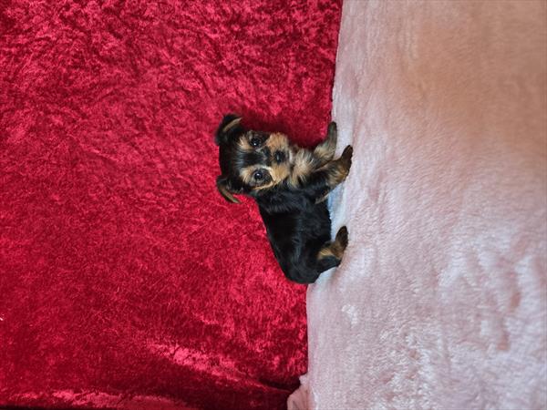 Yorkshire Terrier (F) 5747 Image #1