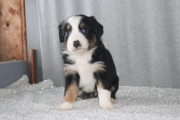 Miniature Australian Shepherd (F) 5770 Image #2