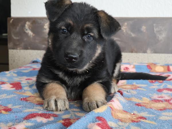 German Shepherd Dog (F) 5749 Image #2