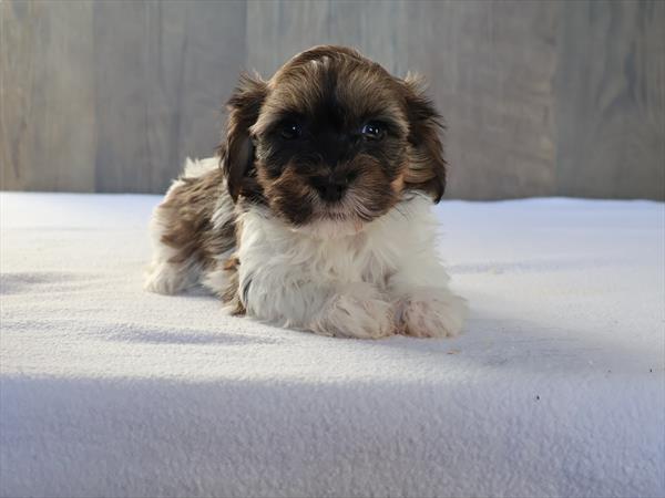 Havanese (F) 2231 Image #1
