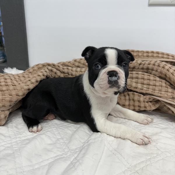 Boston Terrier (F) 2227 Image #2