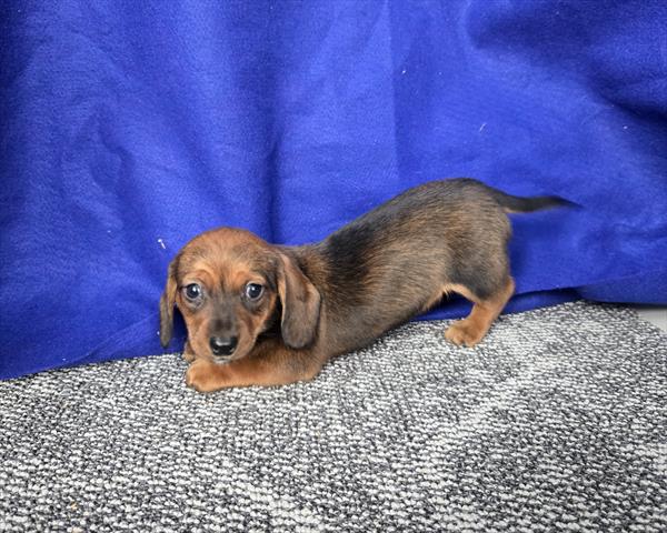 Dachshund (F) 5768 Image #2