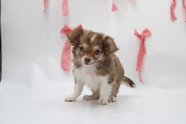 Chihuahua (M) 2228 Image #2