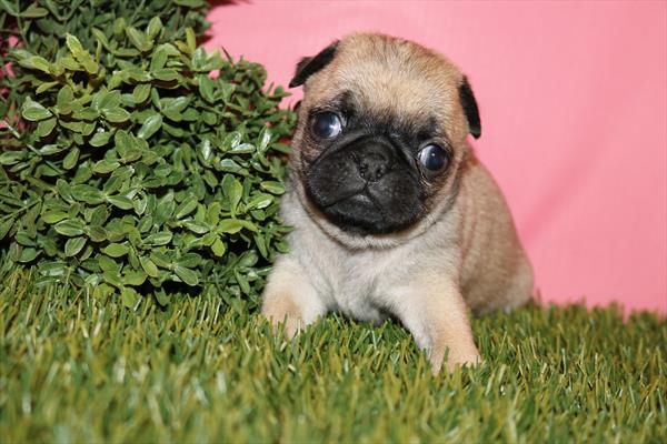 Pug (F) 5762 Image #2