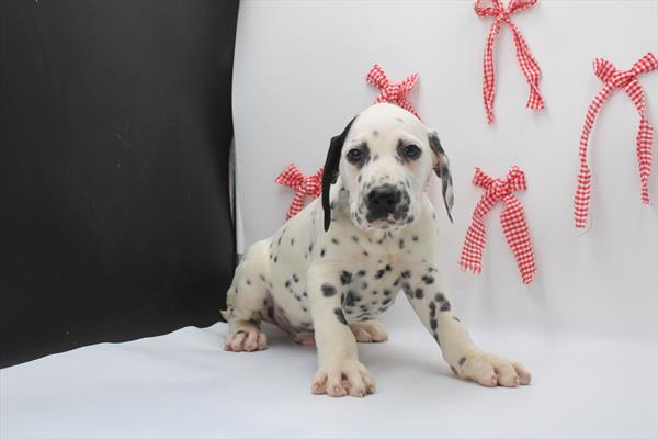 Dalmatian (M) 2229 Image #2