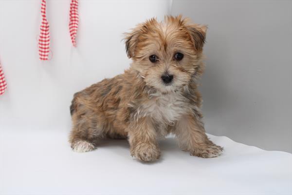 Morkie (F) 5750 Image #2