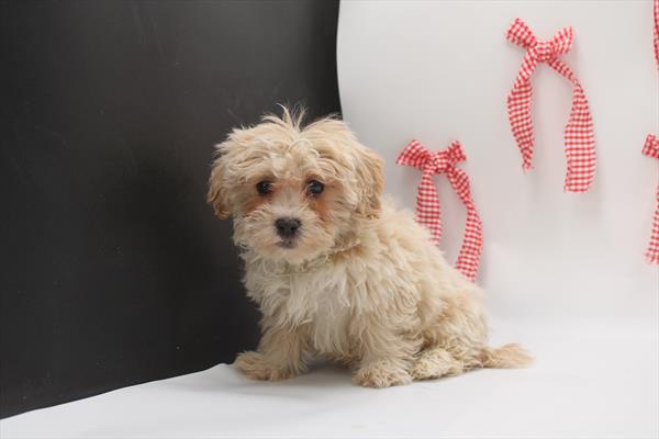 Teddy Bear (M) 5752 Image #1