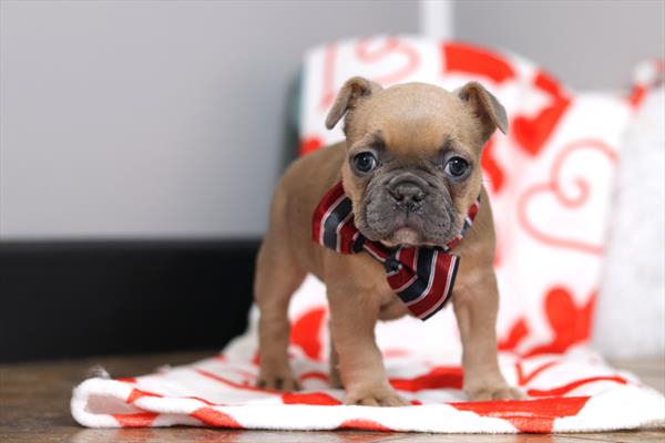 French Bulldog (F) 2235 Image #2