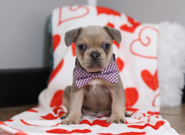 French Bulldog (F) 5757 Image #2