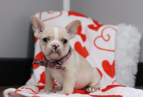 French Bulldog (F) 2236 Image #2