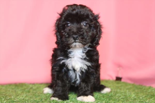 Havapoo (F) 5756 Image #1