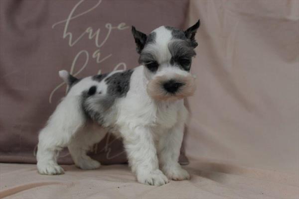 Miniature Schnauzer (M) 5759 Image #2