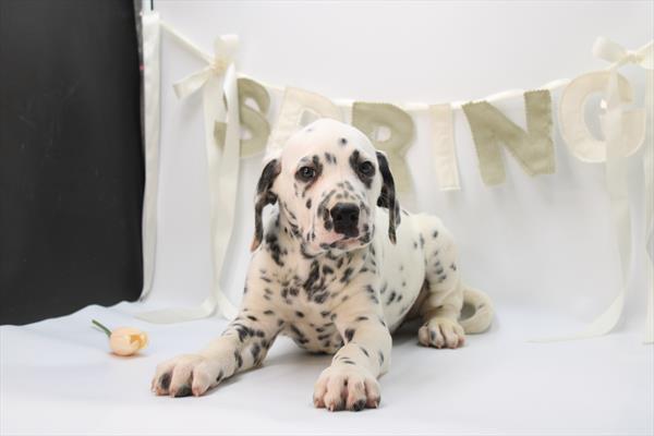 Dalmatian (M) 5769 Image #2