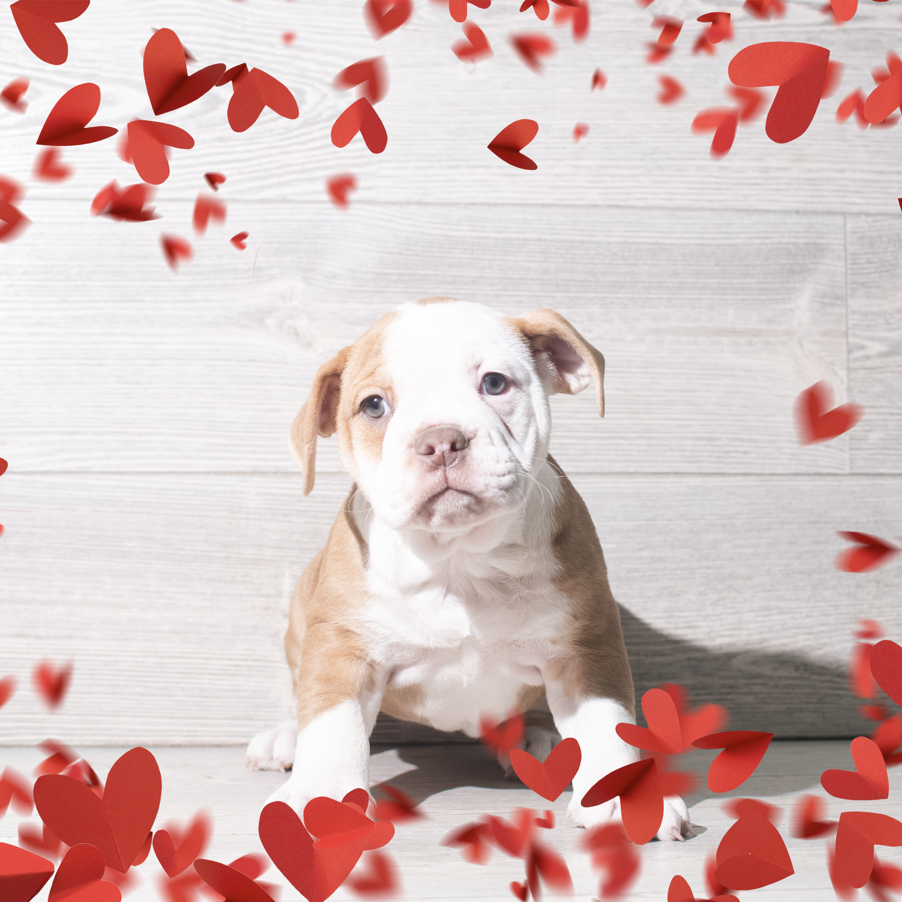 Olde English Bulldogge (M) 5723 Image #1