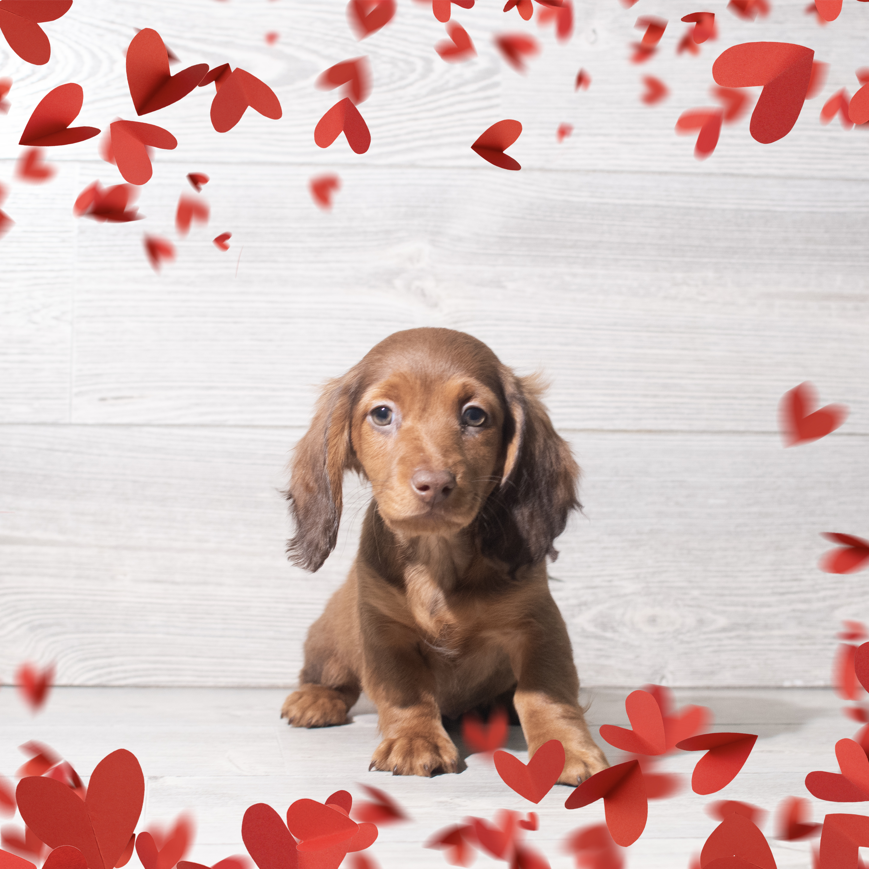 Dachshund (M) 5719 Image #1