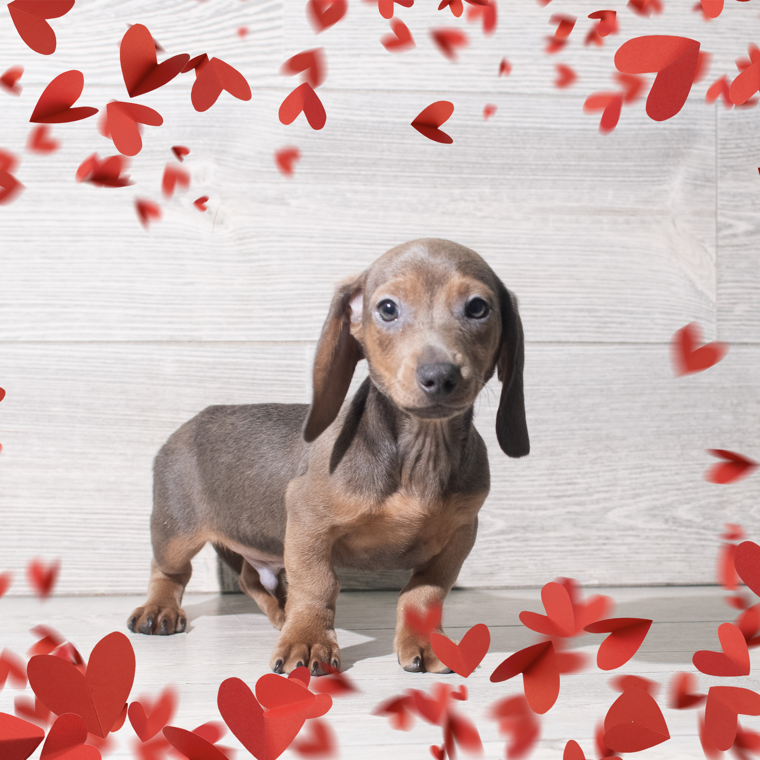 Dachshund (M) 5734 Image #1