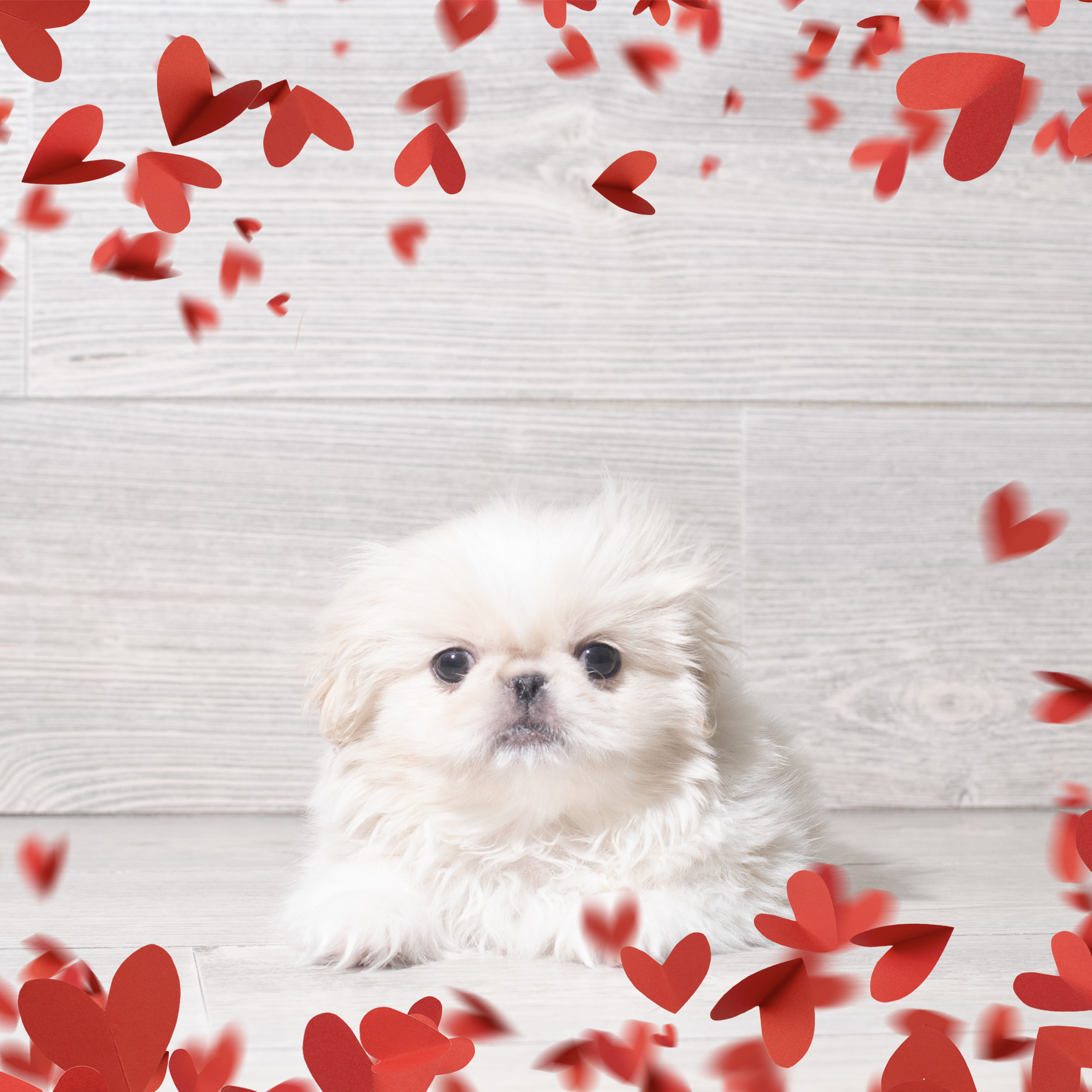 Pekingese (M) 5729 Image #1