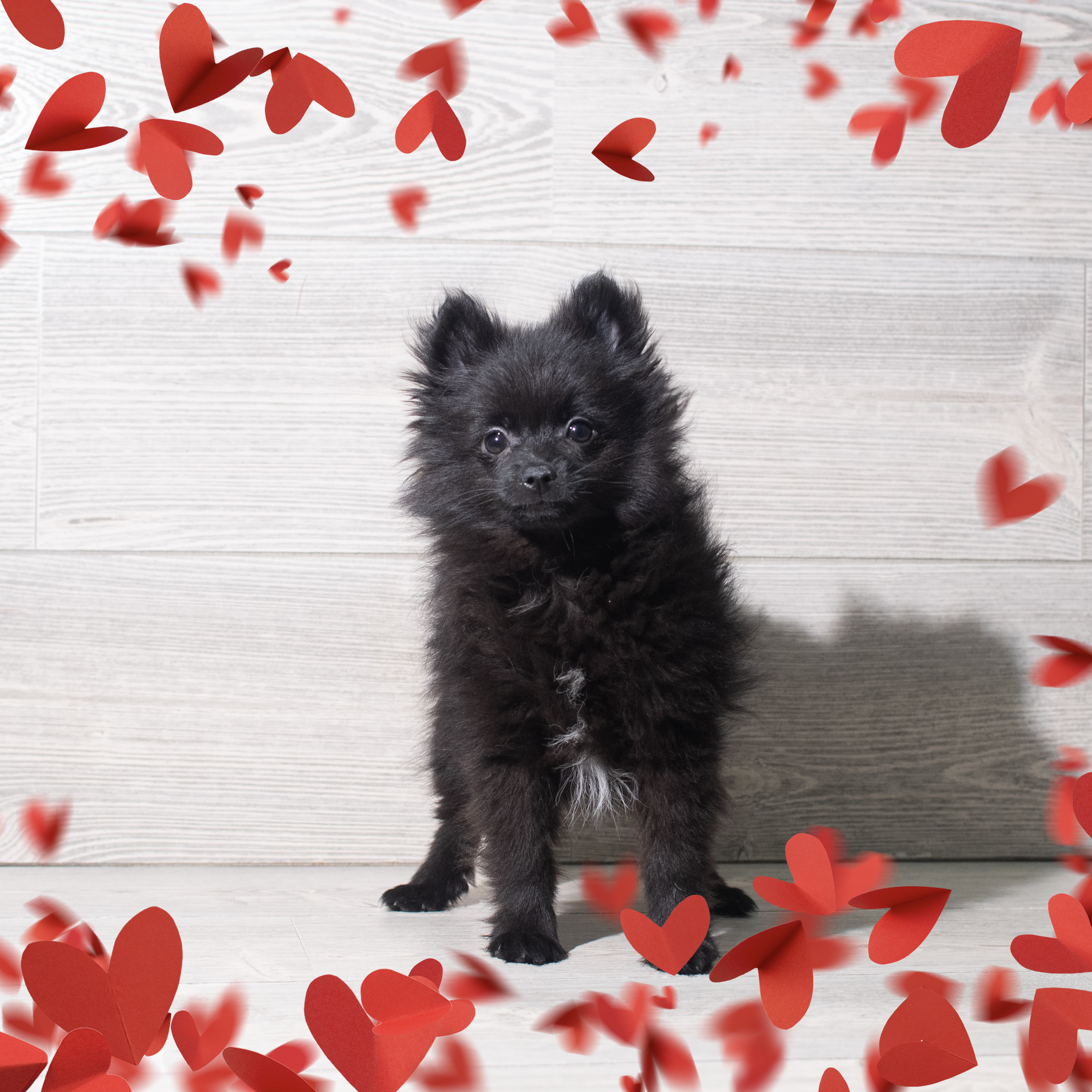 Pomeranian (F) 5730 Image #1