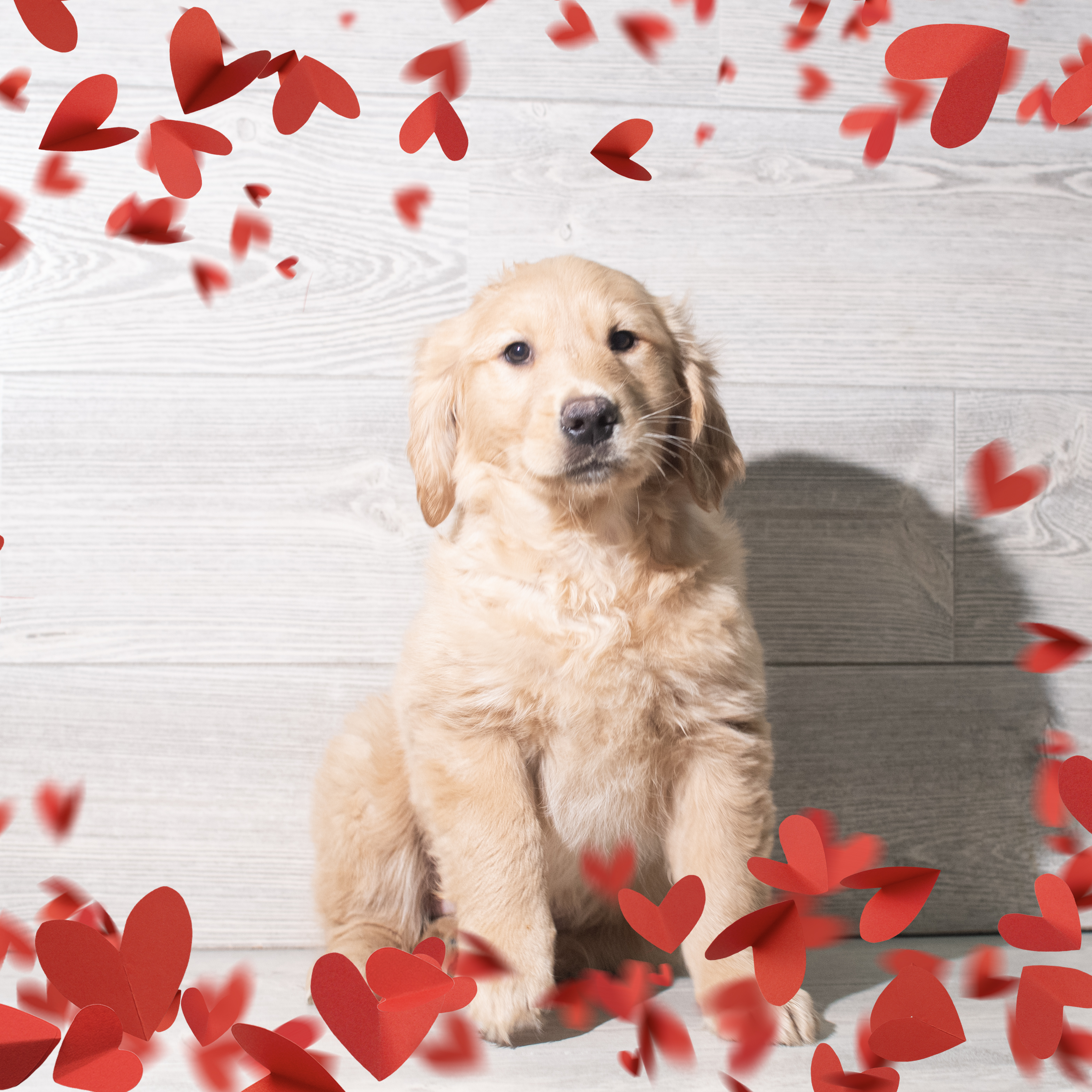 Golden Retriever (F) 5717 Image #1