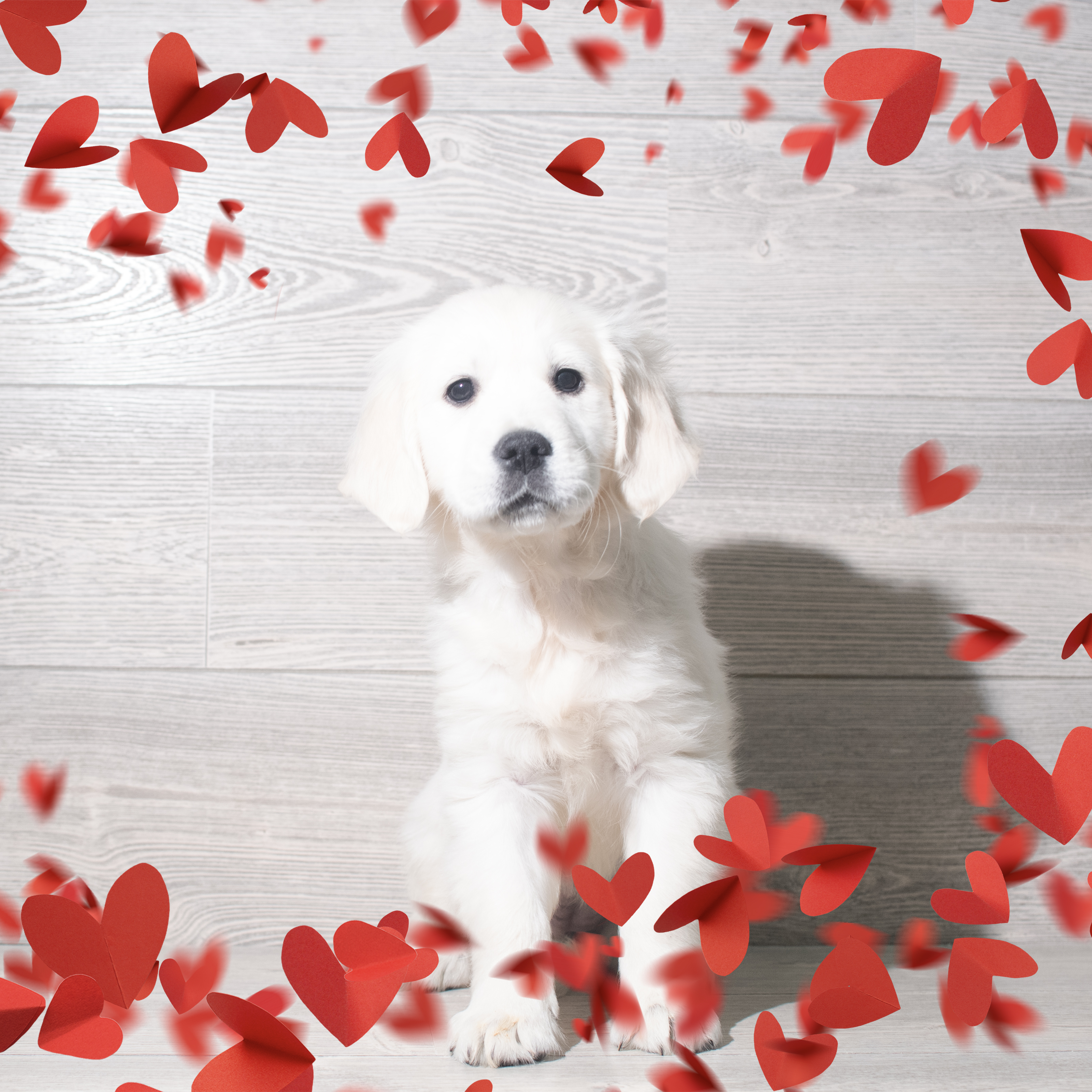 Golden Retriever (F) 5727 Image #1