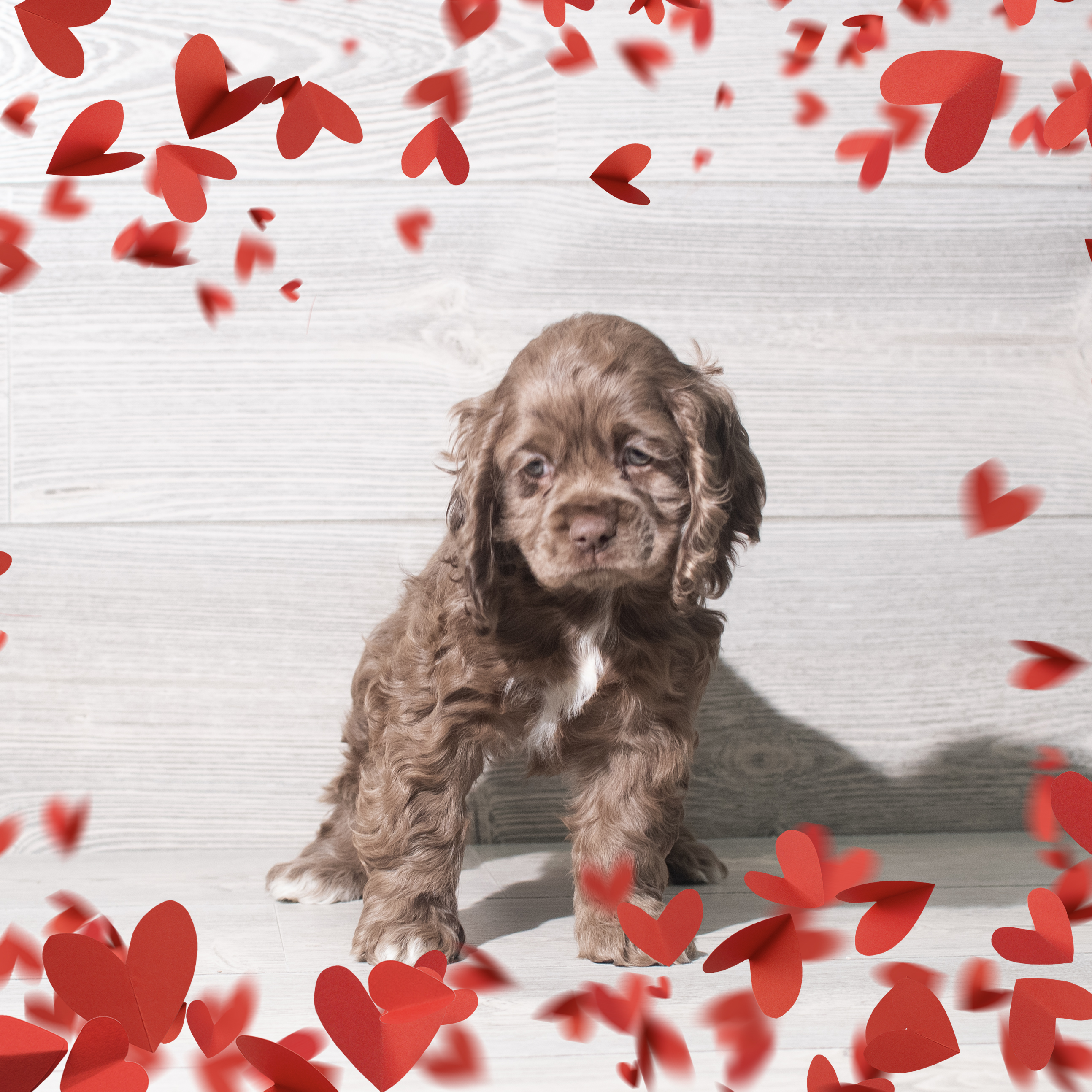 Cocker Spaniel (F) 5721 Image #1