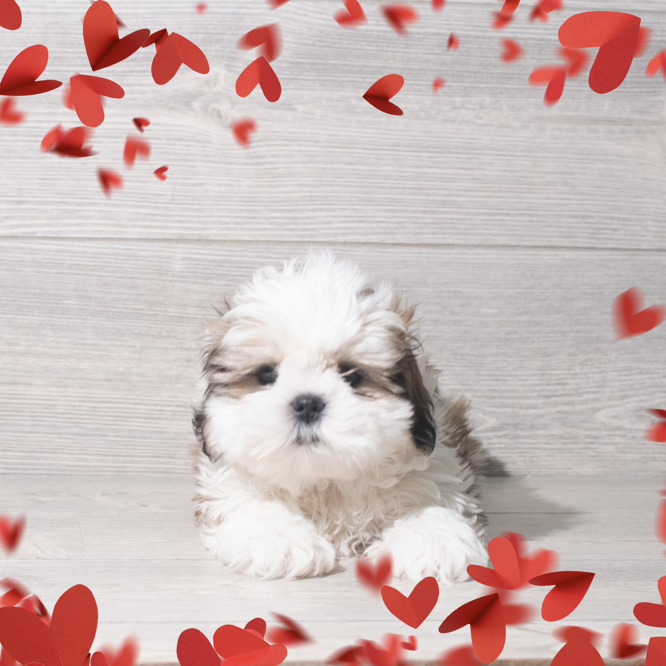 Shih Tzu (M) 5731 Image #1