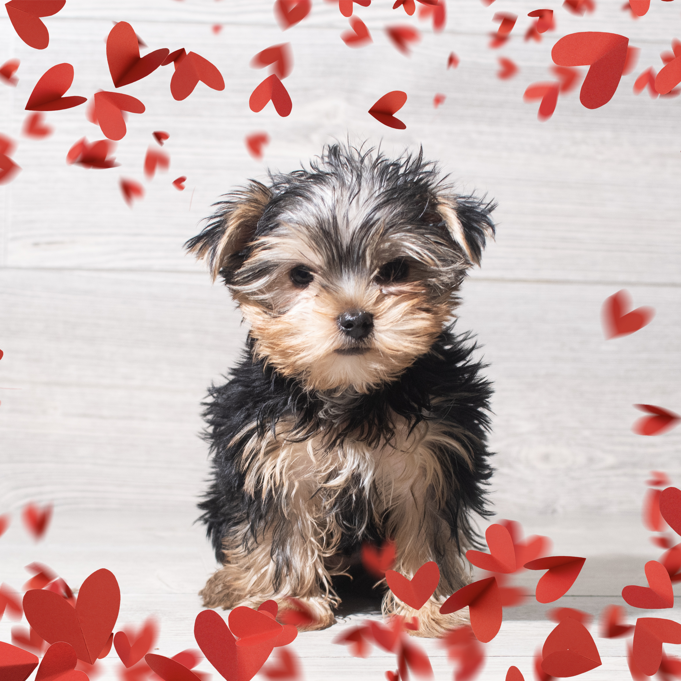 Yorkshire Terrier (M-N) 5733 Image #1