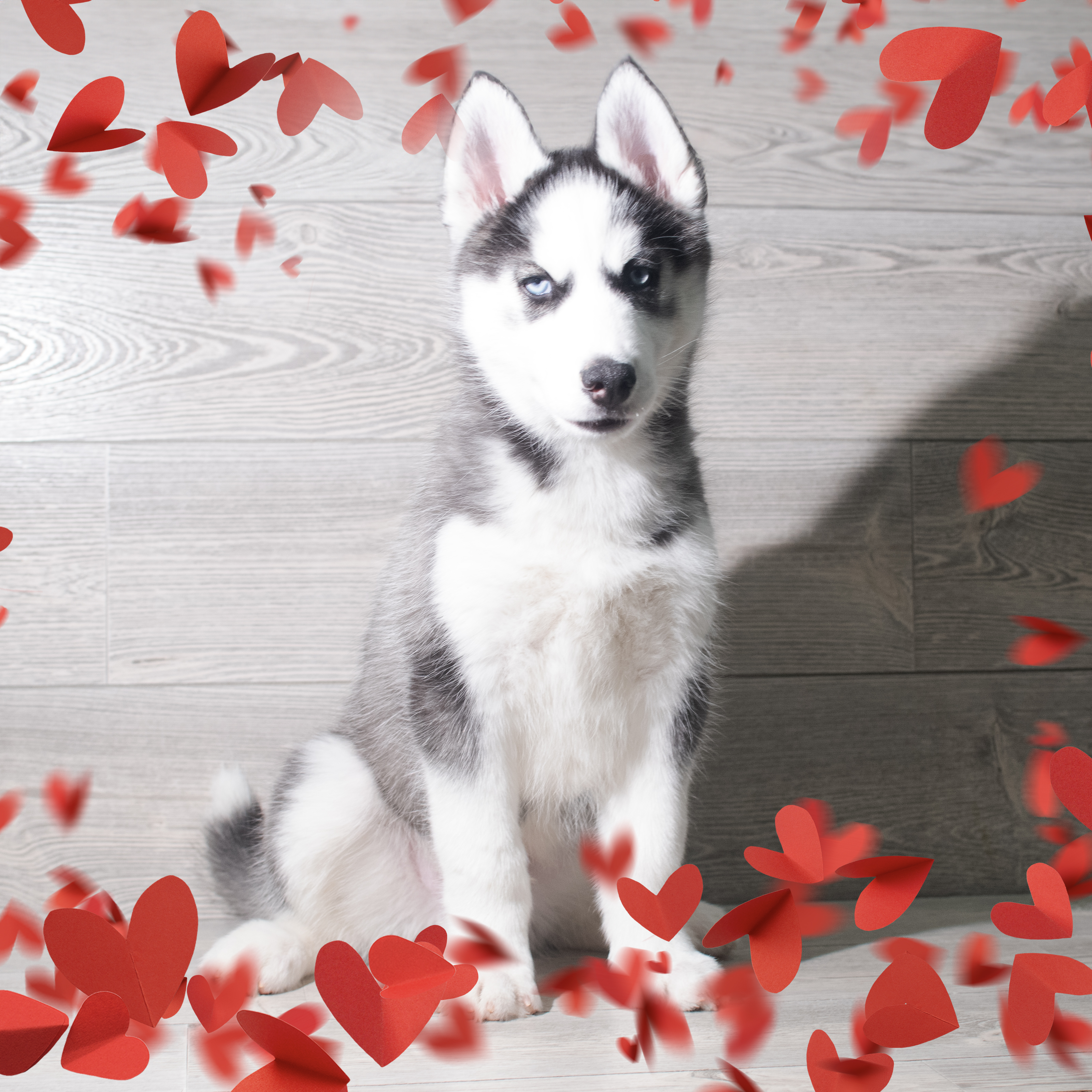 Siberian Husky (M) 5732 Image #1