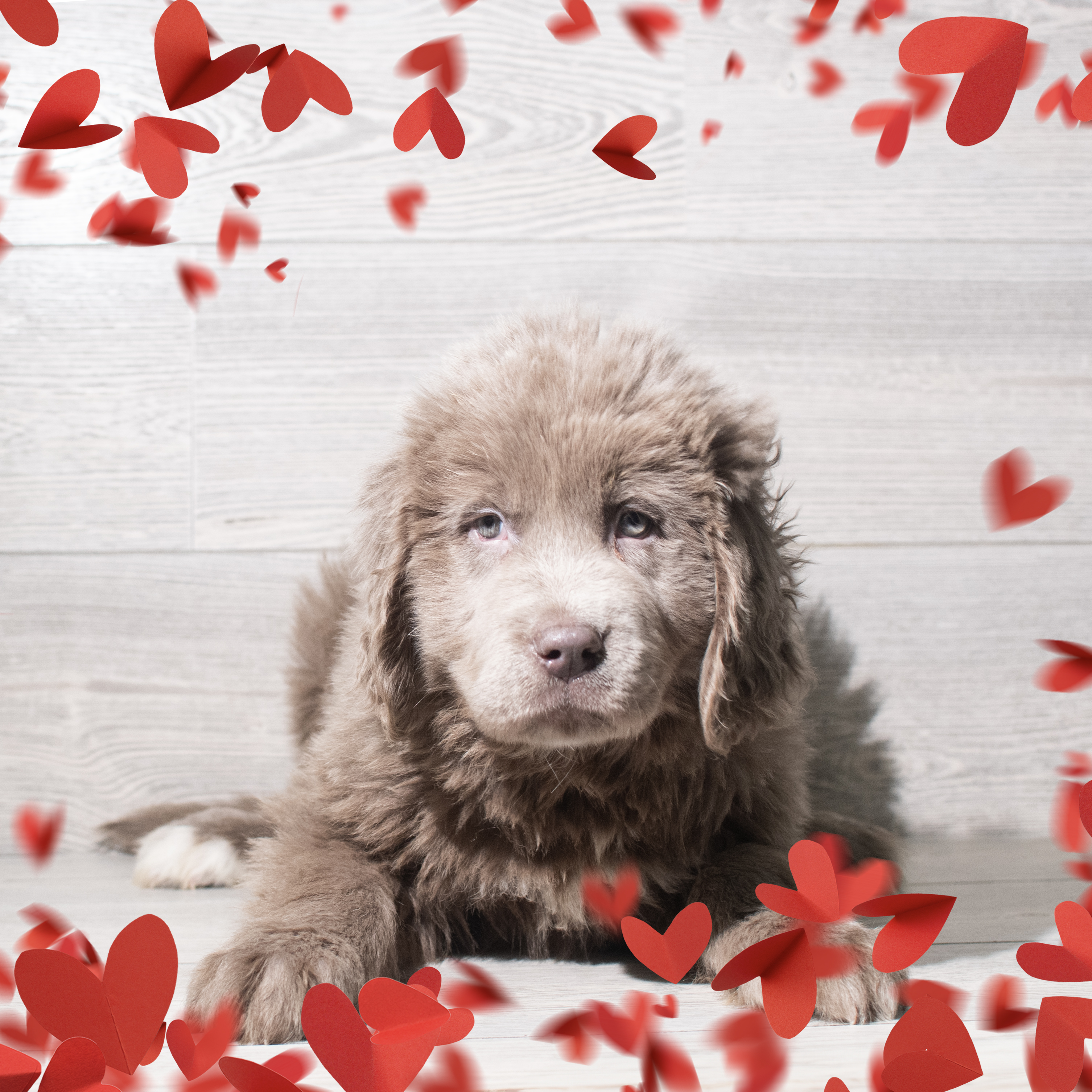 Newfoundland (F) 5715 Image #1