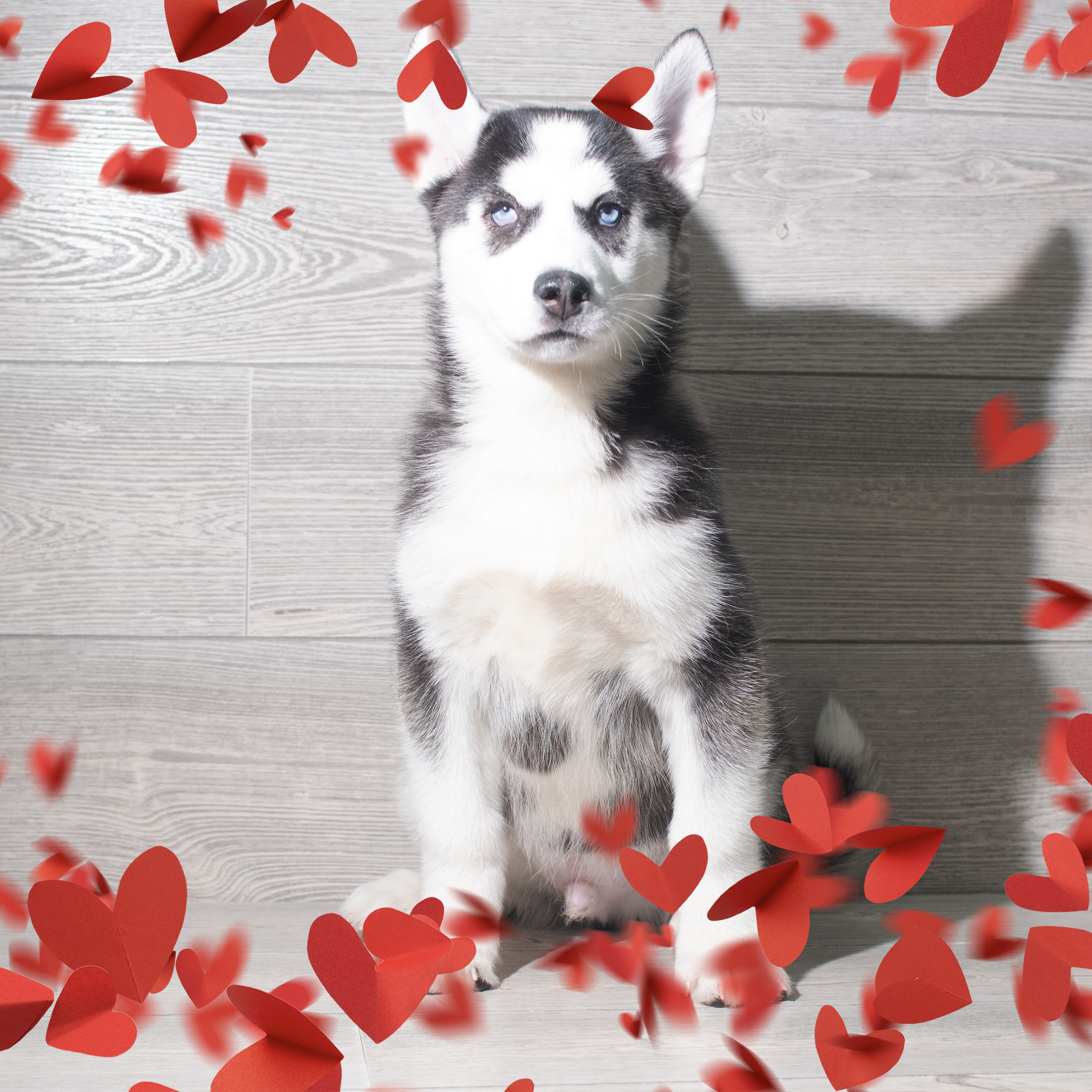 Siberian Husky (M) 5732 Image #1