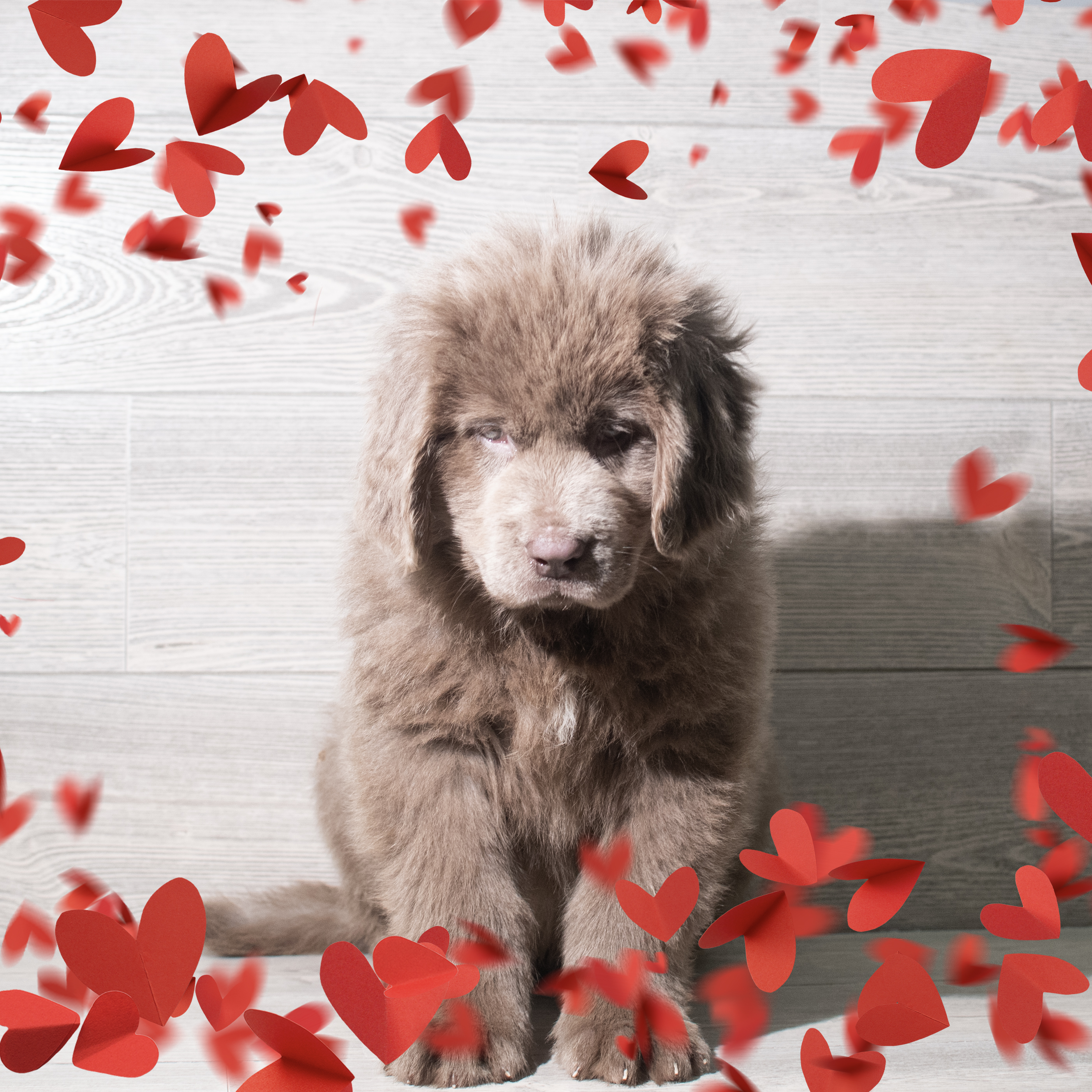 Newfoundland (F) 5716 Image #1