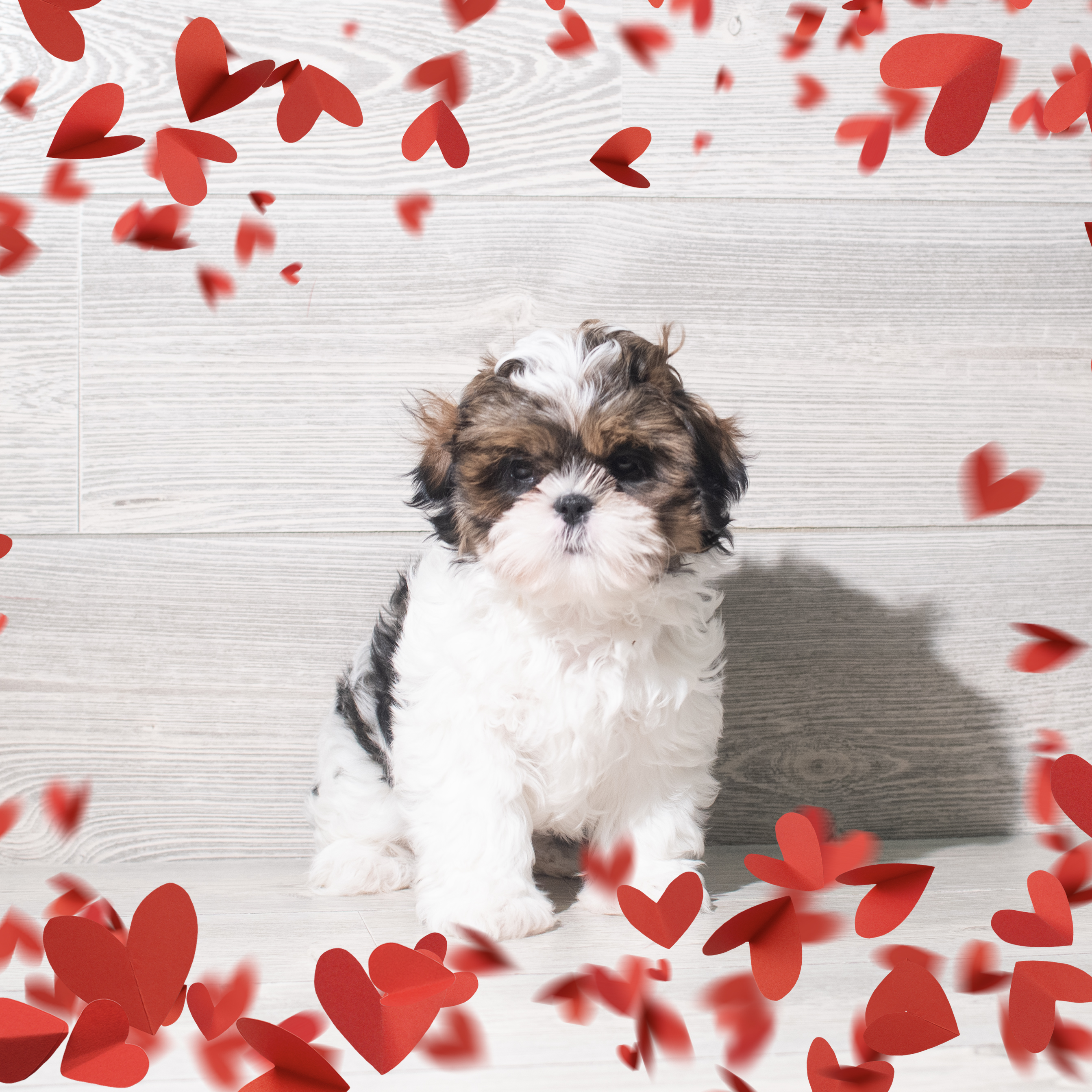 Shih Tzu (F) 5712 Image #1