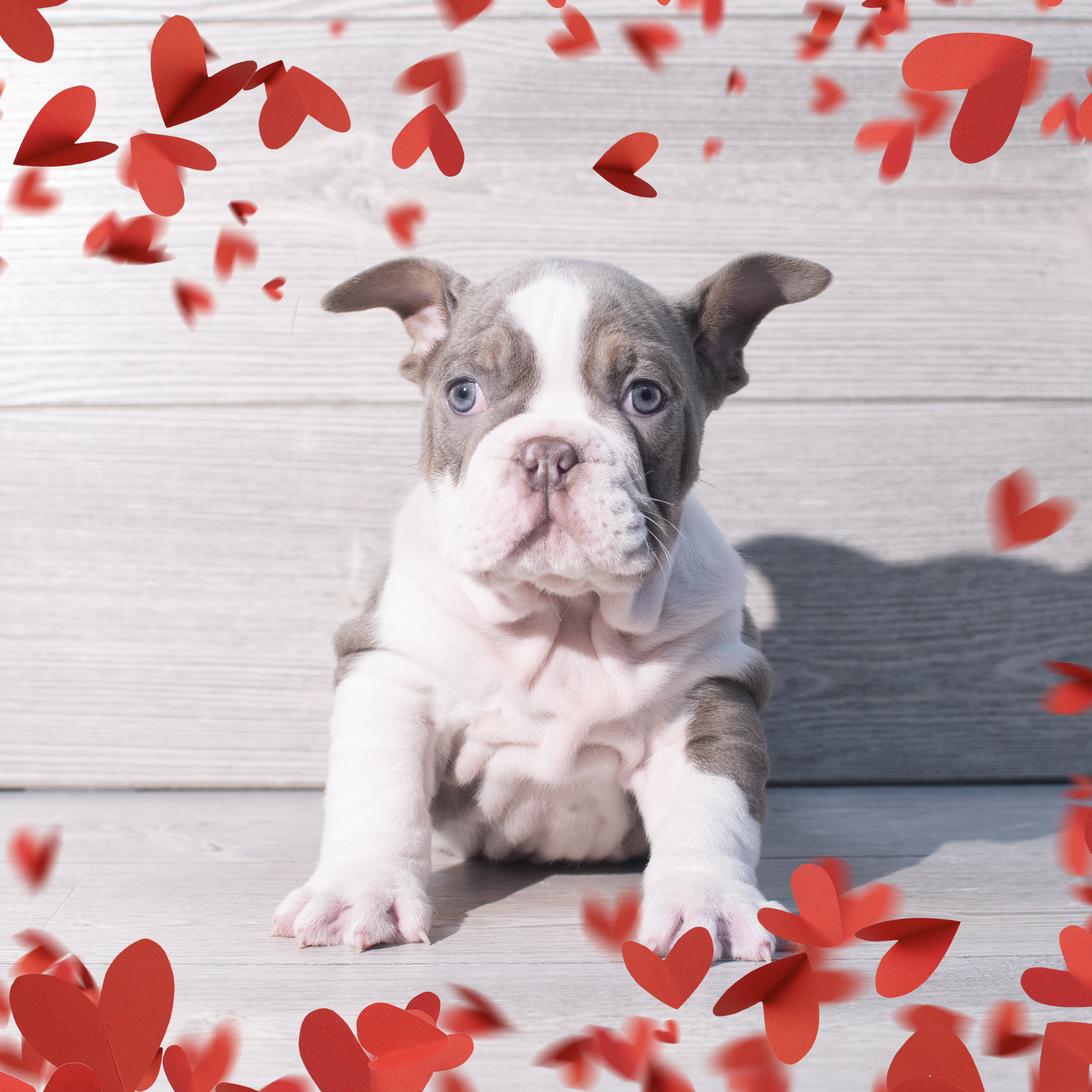 English Bulldog (M) 2217 Image #1