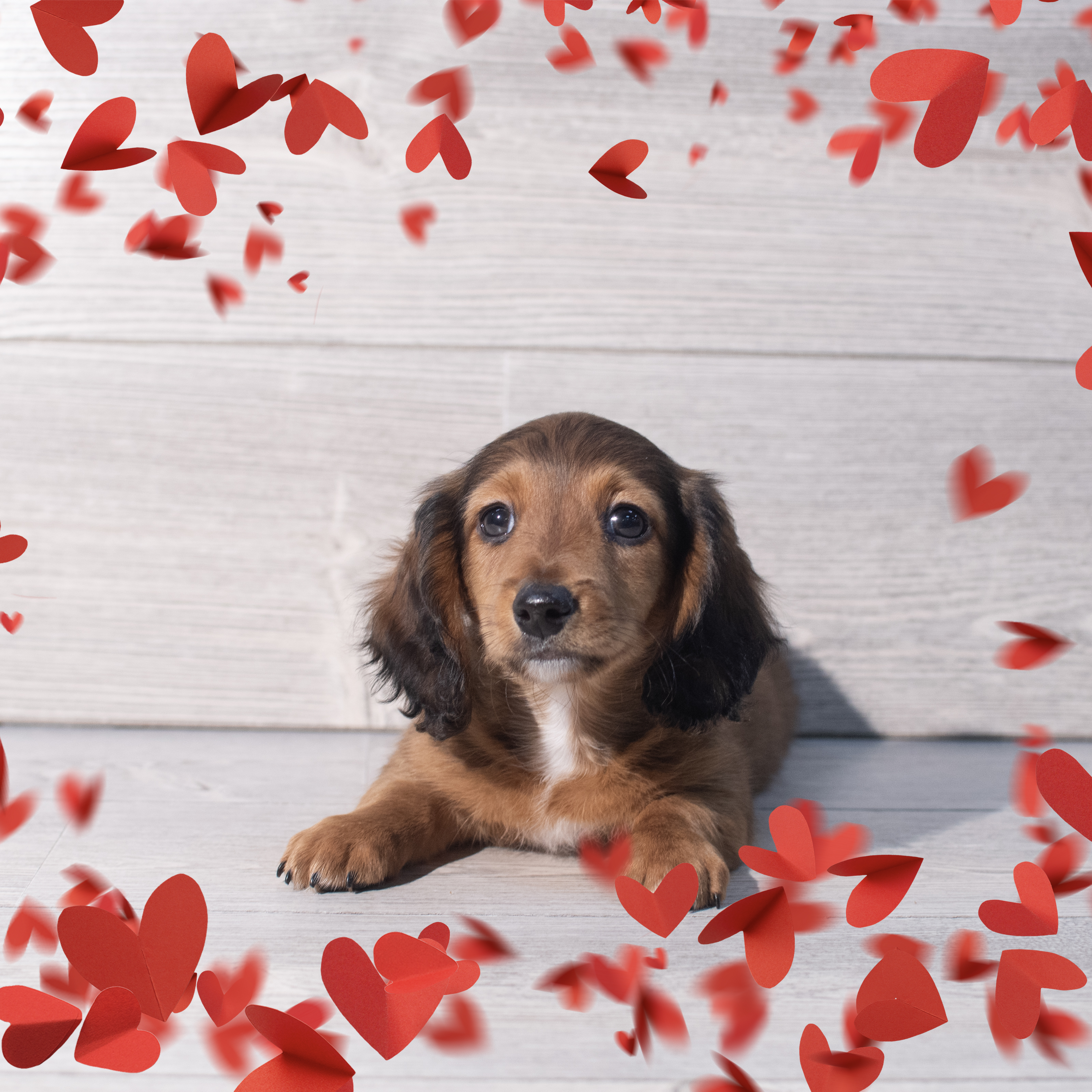 Dachshund (M) 2215 Image #1