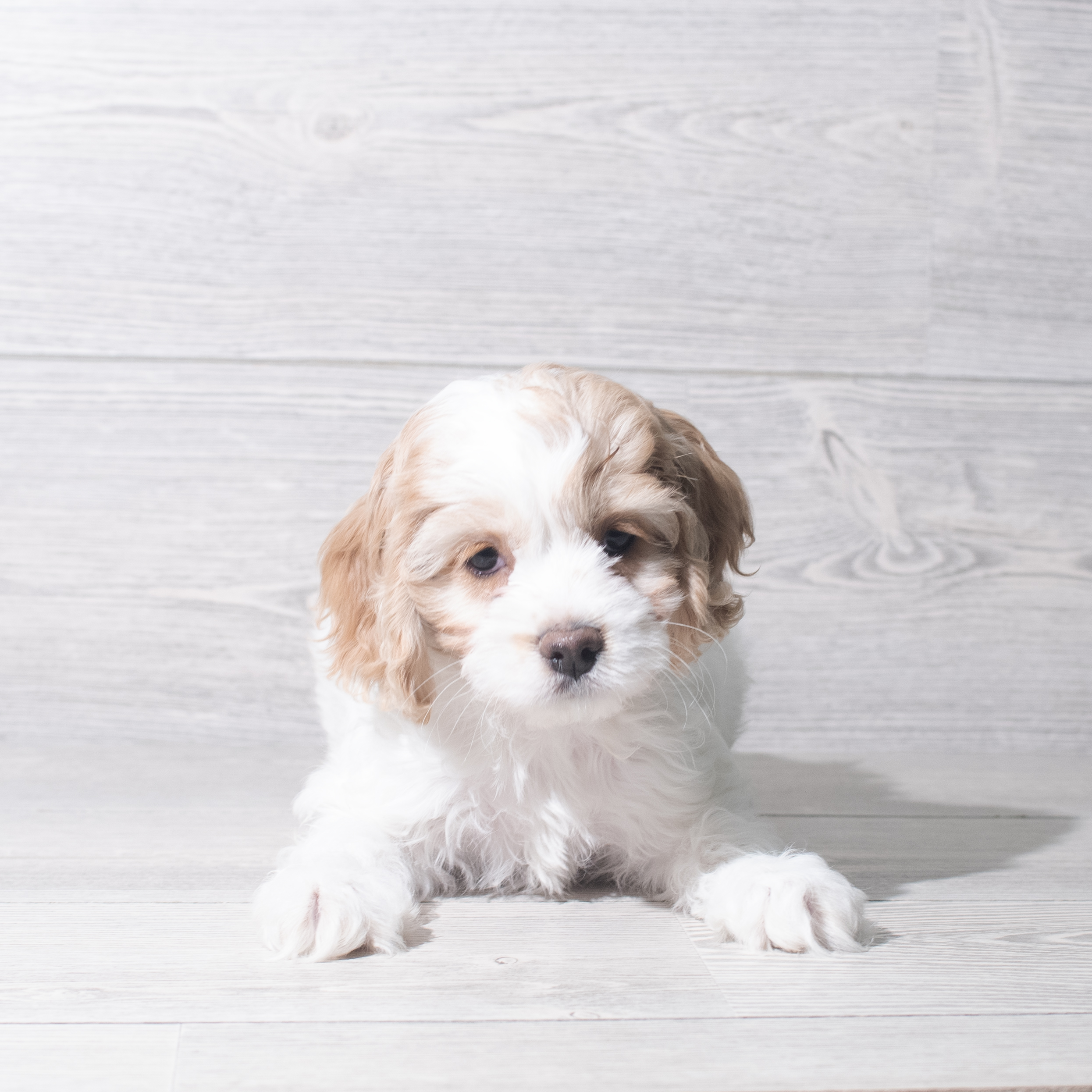 Cock A Poo (F) 5735 Image #1