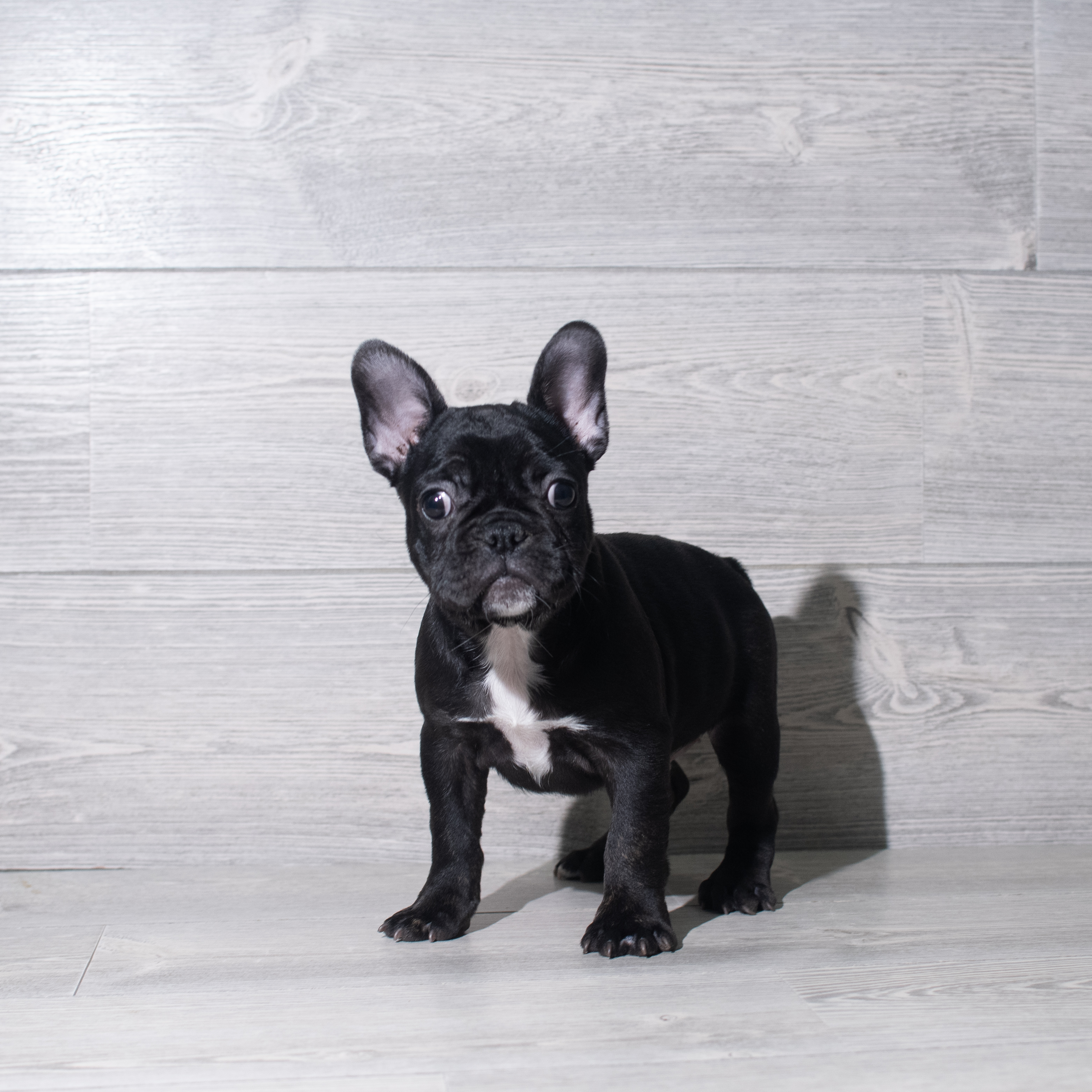 French Bulldog (F) 5743 Image #1