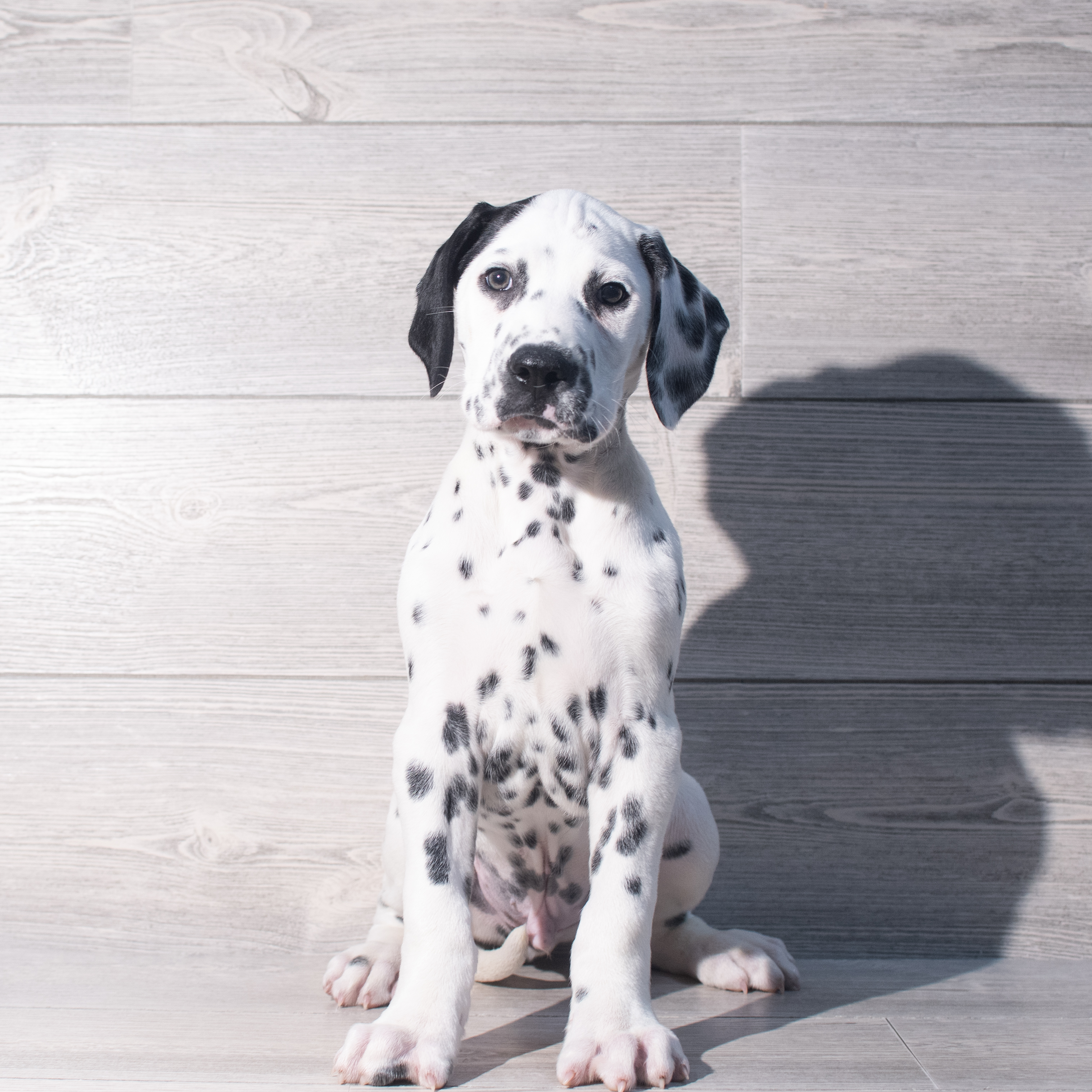 Dalmatian (M) 2229 Image #1