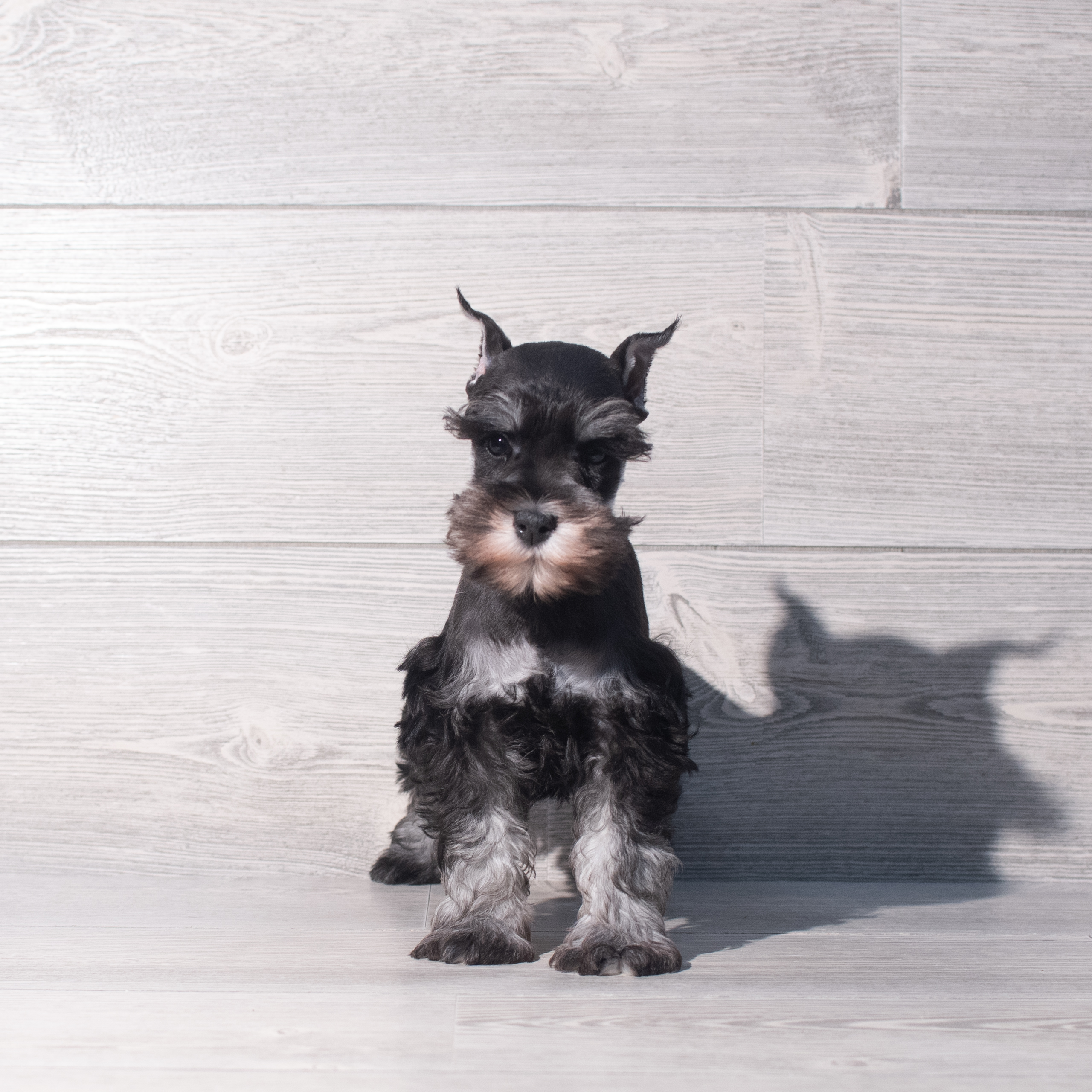 Miniature Schnauzer (M) 2225 Image #1