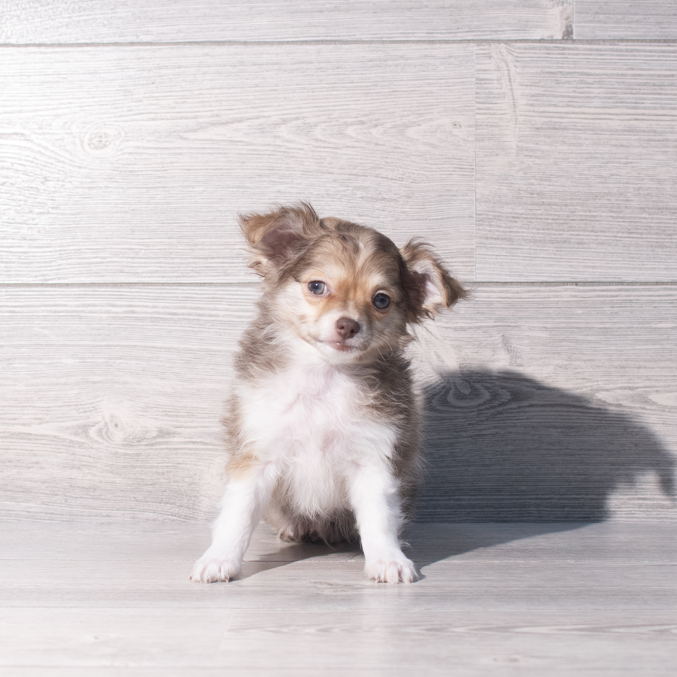 Chihuahua (M) 2228 Image #1