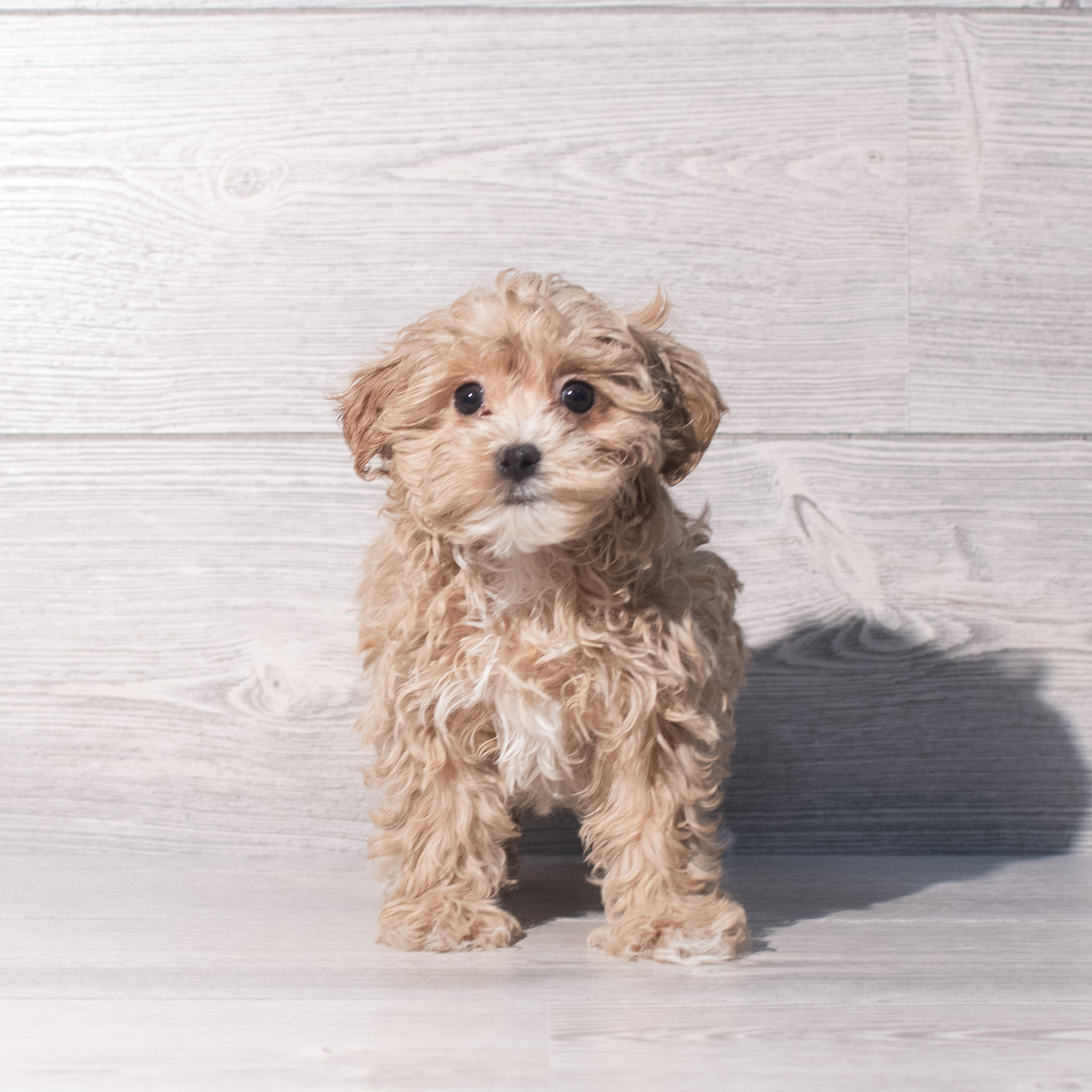 Maltipoo (F) 2232 Image #1