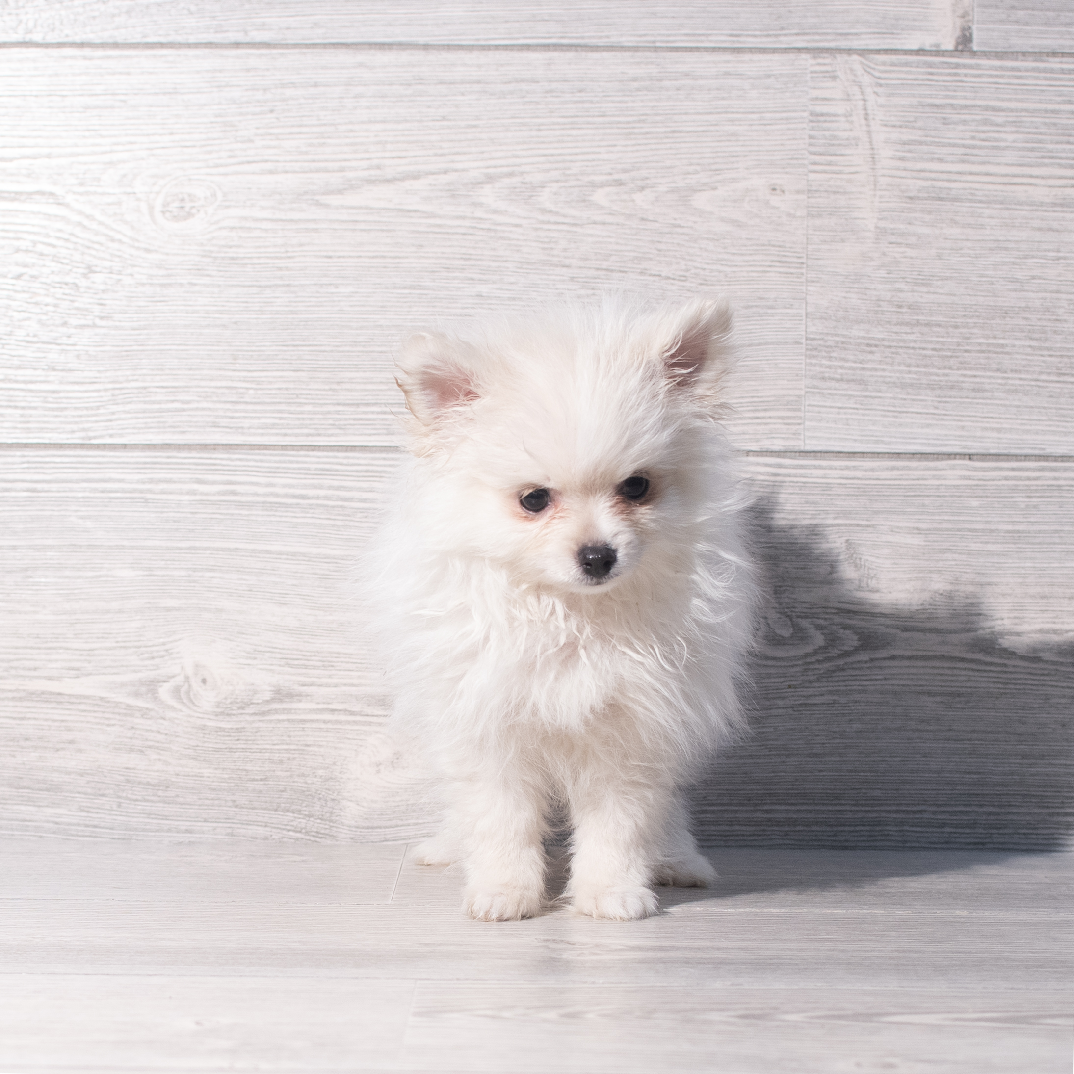 Pomeranian (M) 2233 Image #1