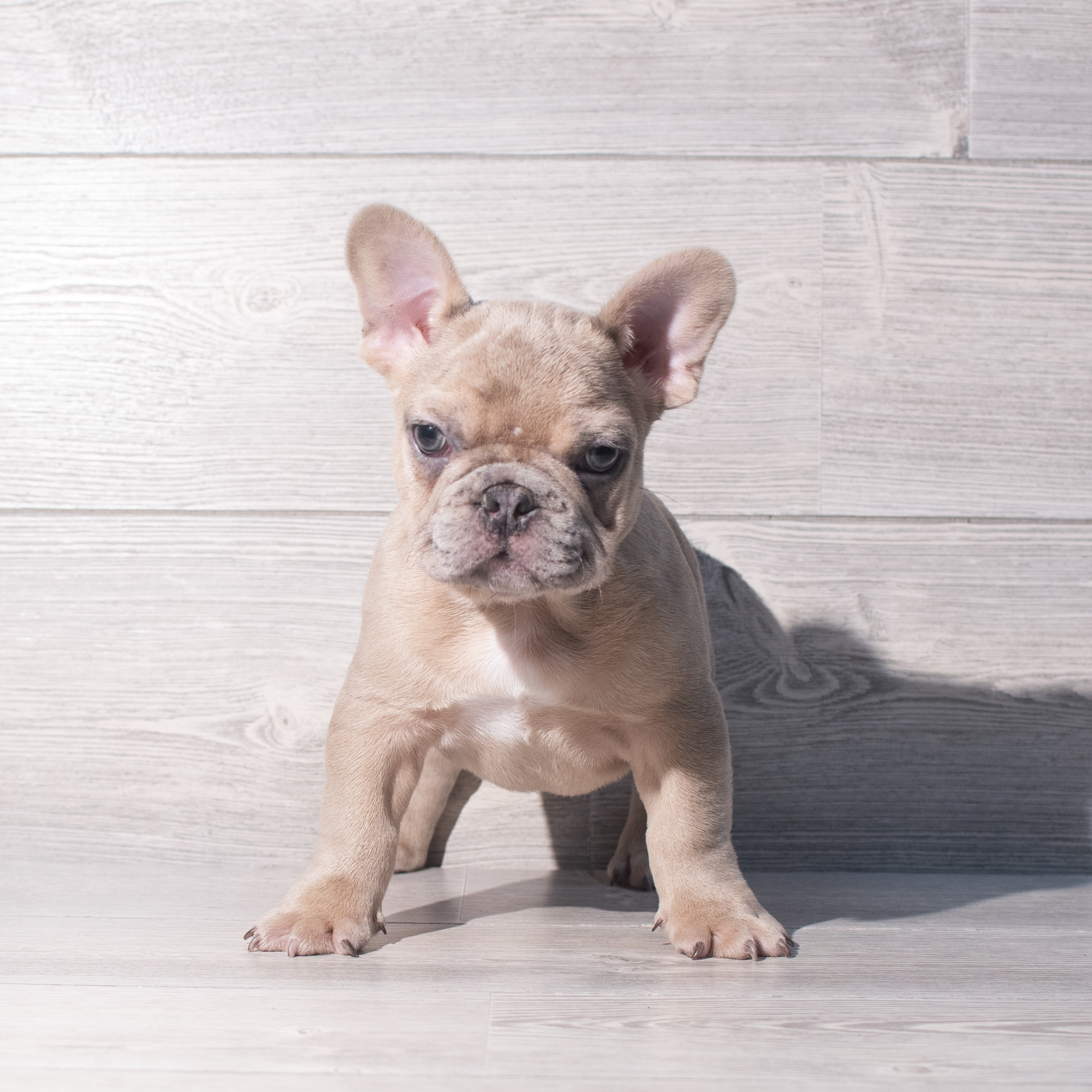 French Bulldog (M) 2226 Image #1
