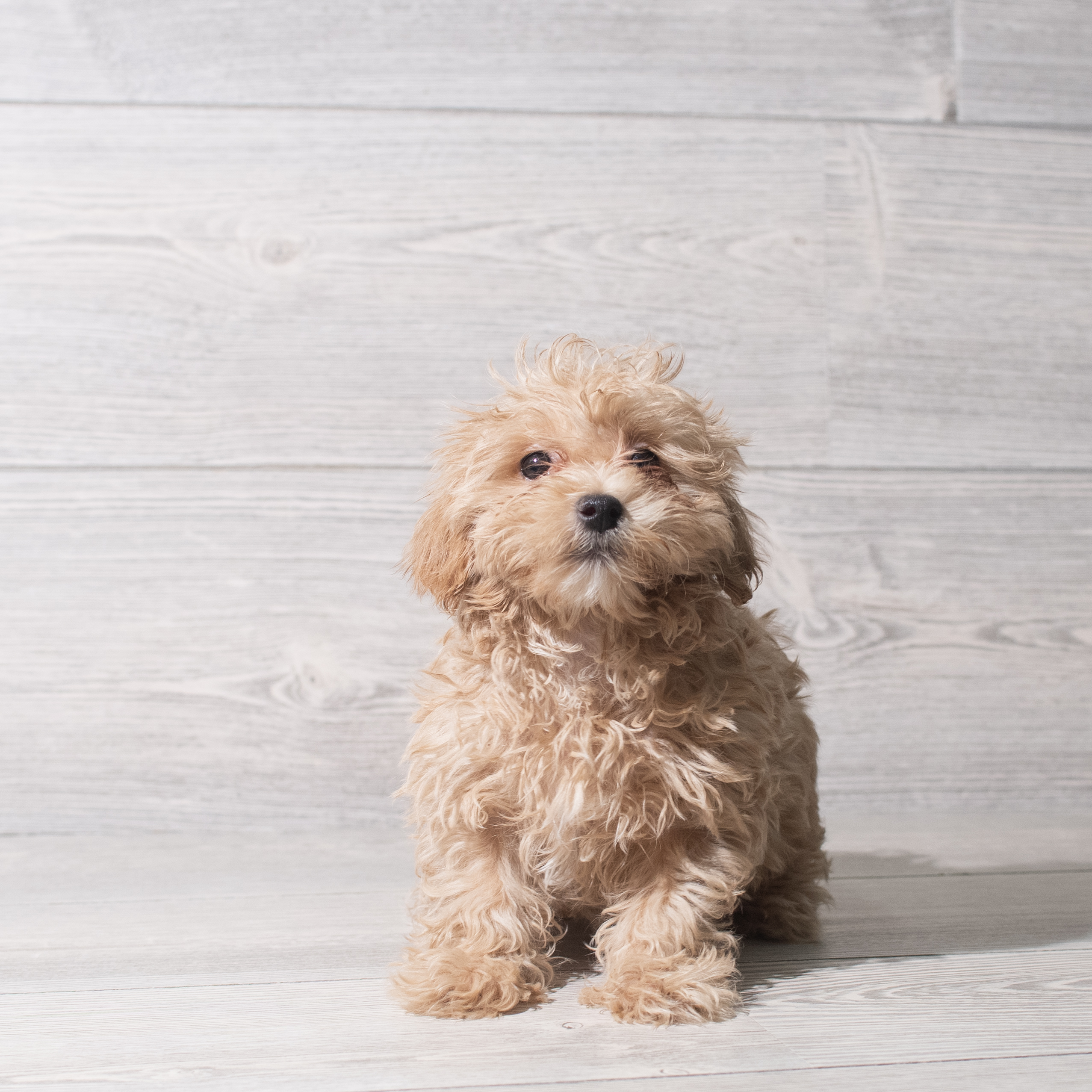 Maltipoo (F) 5754 Image #1