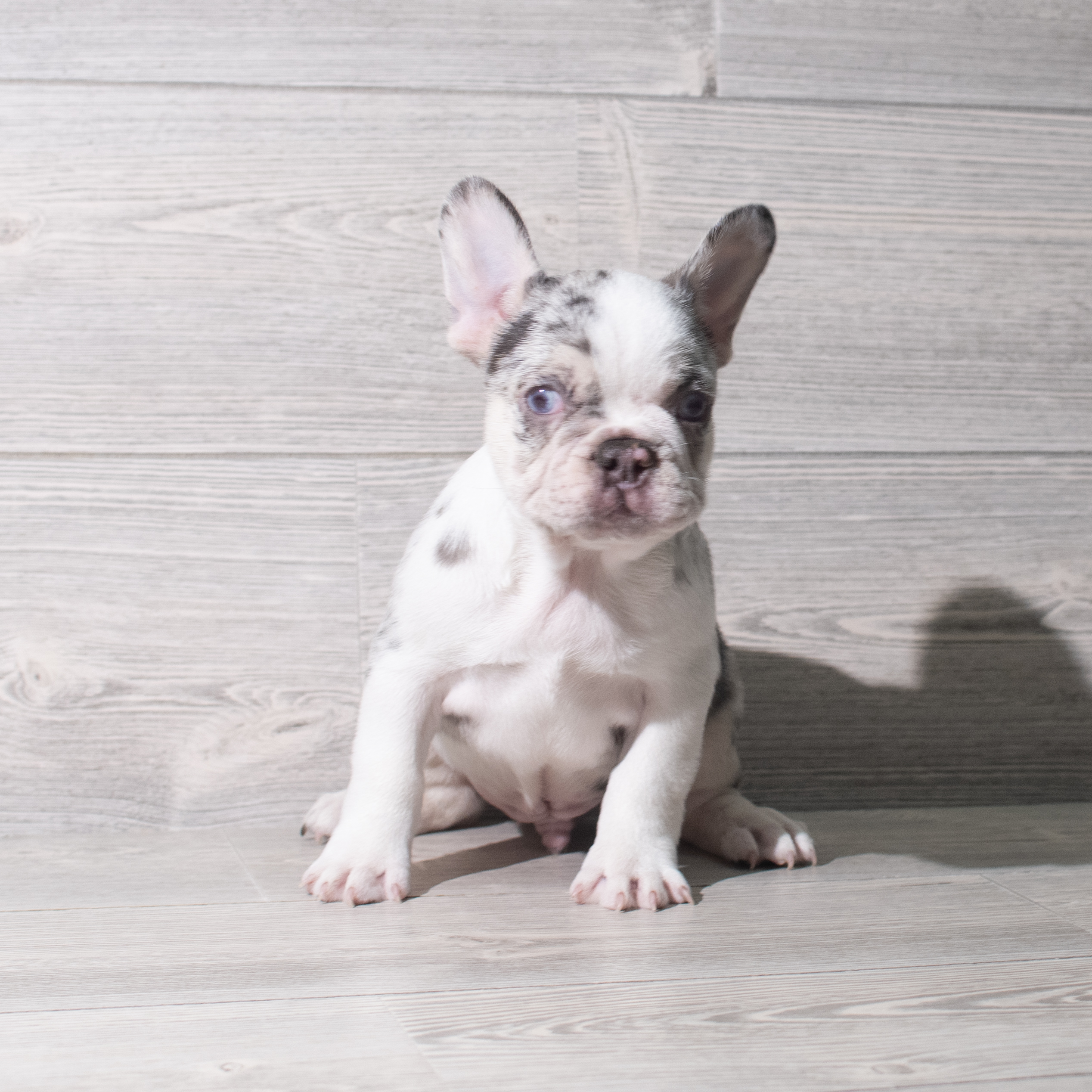 French Bulldog (M) 5753 Image #1