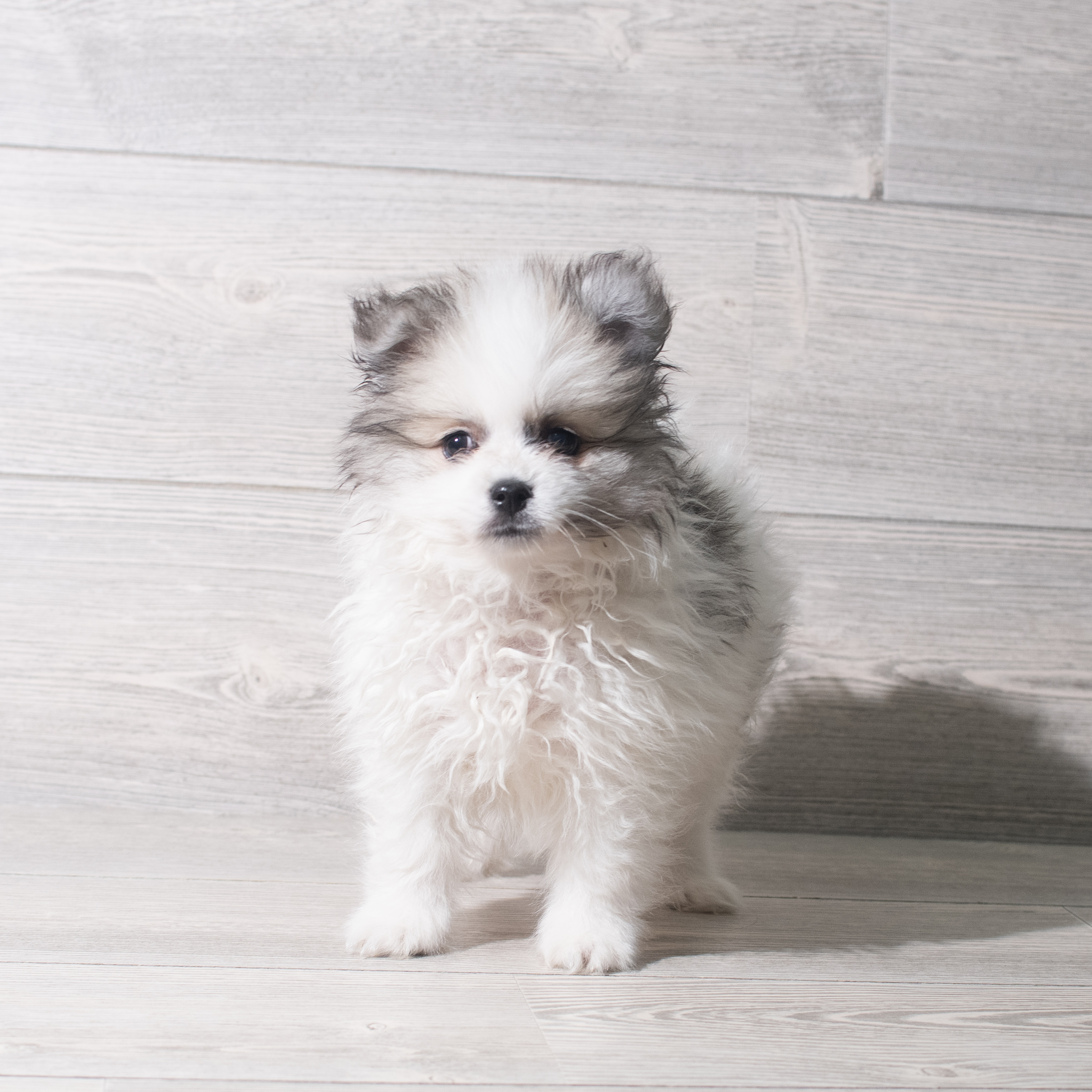 Pomeranian (M) 5755 Image #1