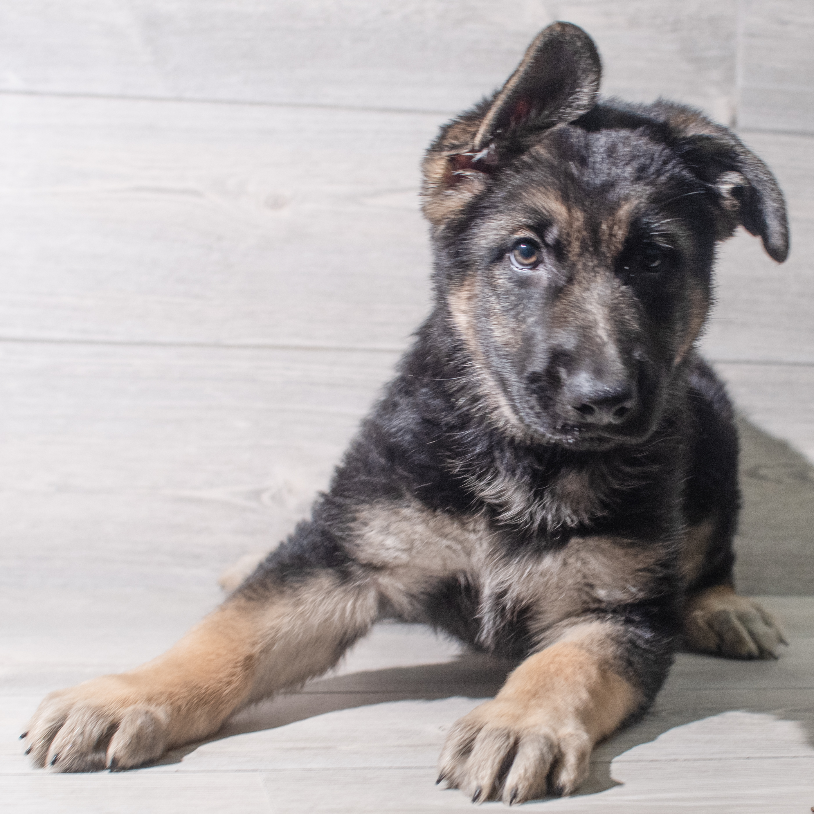 German Shepherd Dog (F) 5749 Image #1